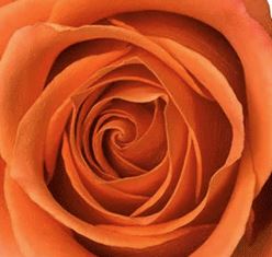 Rose Orange By Case